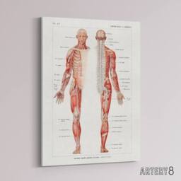 "Artery8 Human Nervous System Boissiere Vintage Canvas Wall Art in White - Size: W24"" x H32""" - thumbnail 2