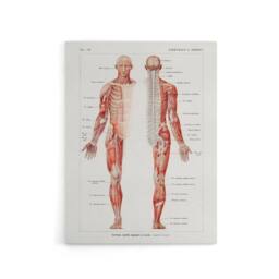 "Artery8 Human Nervous System Boissiere Vintage Canvas Wall Art in White - Size: W24"" x H32""" - thumbnail 1