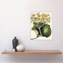 "Artery8 New Zealand Korikori Buttercup Flower Featon Wall Art Poster Print in Beige - Size: W24"" x H32""" - thumbnail 4