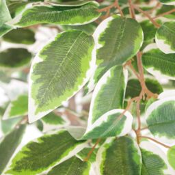 Leaf 130cm LARGE Realistic White Edge Ficus Artificial Plant Tree in Green - thumbnail 3