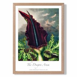 ARTZE Vintage Floral Exhibition - Dragon Arum Flower Framed Print SIZE: A2 with Oak Frame in Purple - Size: A3 - thumbnail 1