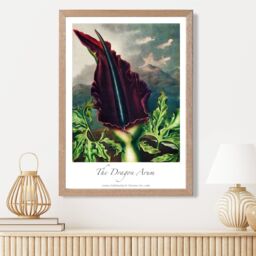 ARTZE Vintage Floral Exhibition - Dragon Arum Flower Framed Print SIZE: A2 with Oak Frame in Purple - Size: A3 - thumbnail 2