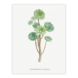 Artery8 Pierre Joseph Redoute Framed Wall Art Print Tree Houseleek Succulent in White - Size: A4 - thumbnail 3