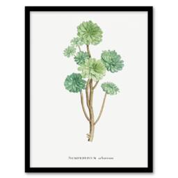 Artery8 Pierre Joseph Redoute Framed Wall Art Print Tree Houseleek Succulent in White - Size: A4 - thumbnail 1
