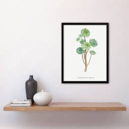 Artery8 Pierre Joseph Redoute Framed Wall Art Print Tree Houseleek Succulent in White - Size: A4 - thumbnail 2