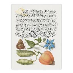"Artery8 Talewort Pea & Lantern Plant Calligraphy Wall Art Poster Print in White - Size: W24"" x H32""" - thumbnail 1