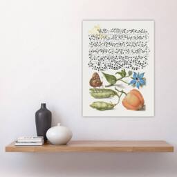 "Artery8 Talewort Pea & Lantern Plant Calligraphy Wall Art Poster Print in White - Size: W24"" x H32""" - thumbnail 4