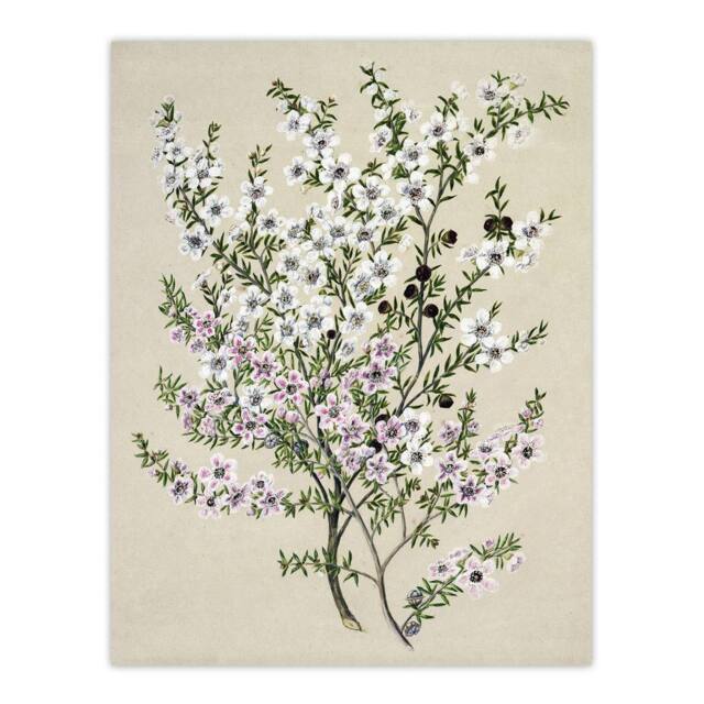 "Artery8 New Zealand Manuka Flowering Plant Featon Wall Art Poster Print in Beige - Size: W12"" x H16""" - image 1