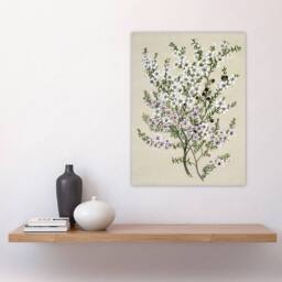 "Artery8 New Zealand Manuka Flowering Plant Featon Wall Art Poster Print in Beige - Size: W12"" x H16""" - thumbnail 4