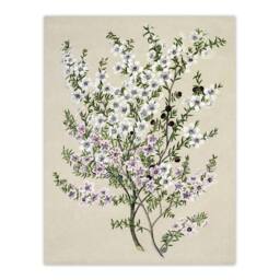 "Artery8 New Zealand Manuka Flowering Plant Featon Wall Art Poster Print in Beige - Size: W12"" x H16""" - thumbnail 1