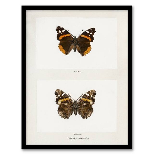 Artery8 Red Admiral Butterfly Vintage Illustration Denton Framed Art Print in White - Size: A4 - image 1