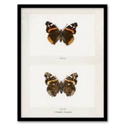 Artery8 Red Admiral Butterfly Vintage Illustration Denton Framed Art Print in White - Size: A4 - thumbnail 1