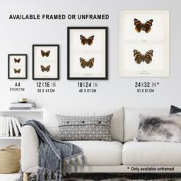 Artery8 Red Admiral Butterfly Vintage Illustration Denton Framed Art Print in White - Size: A4 - thumbnail 3