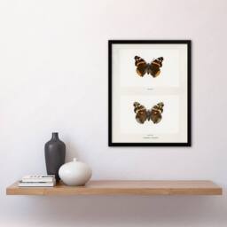 Artery8 Red Admiral Butterfly Vintage Illustration Denton Framed Art Print in White - Size: A4 - thumbnail 4