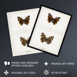 Artery8 Red Admiral Butterfly Vintage Illustration Denton Framed Art Print in White - Size: A4 - thumbnail 2