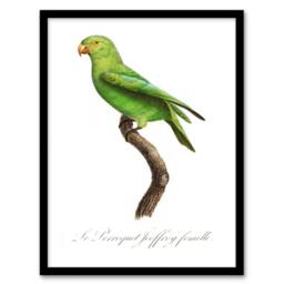 Artery8 Francois Levaillant Framed Wall Art Print The Red Cheeked Parakeet in White - Size: A4 - thumbnail 1