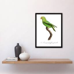 Artery8 Francois Levaillant Framed Wall Art Print The Red Cheeked Parakeet in White - Size: A4 - thumbnail 2