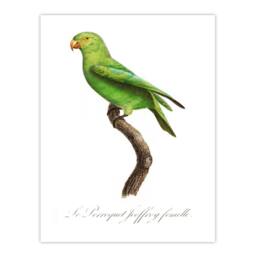 Artery8 Francois Levaillant Framed Wall Art Print The Red Cheeked Parakeet in White - Size: A4 - thumbnail 3
