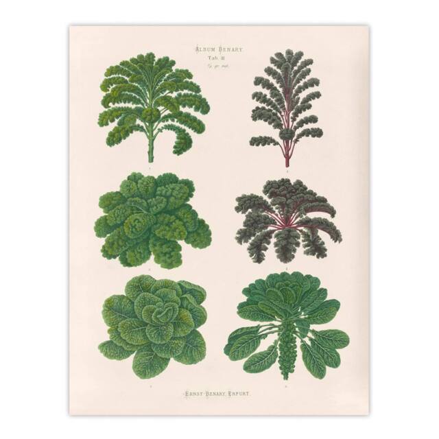 "Artery8 Kales & Brussel Sprouts Ernst Benary Wall Art Poster Print in White - Size: W18"" x H24""" - image 1