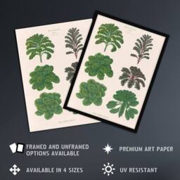 "Artery8 Kales & Brussel Sprouts Ernst Benary Wall Art Poster Print in White - Size: W18"" x H24""" - thumbnail 2