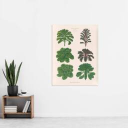 "Artery8 Kales & Brussel Sprouts Ernst Benary Wall Art Poster Print in White - Size: W18"" x H24""" - thumbnail 4