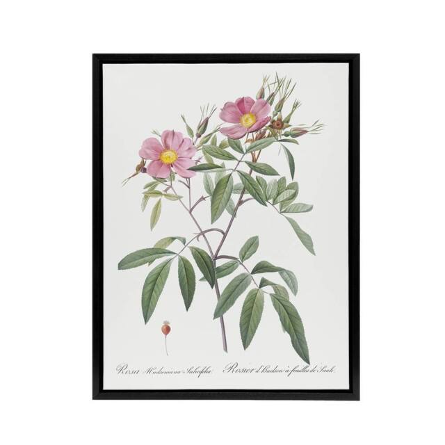"Artery8 Hudson Swamp Rose Flowers Redoute Vintage Black Framed Canvas Wall Art in White - Size: W12"" x H16""" - image 1