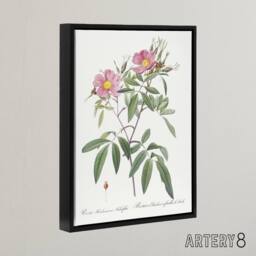 "Artery8 Hudson Swamp Rose Flowers Redoute Vintage Black Framed Canvas Wall Art in White - Size: W12"" x H16""" - thumbnail 2