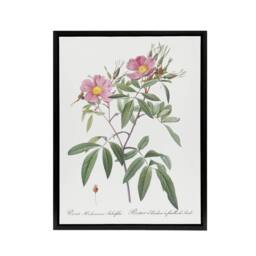 "Artery8 Hudson Swamp Rose Flowers Redoute Vintage Black Framed Canvas Wall Art in White - Size: W12"" x H16""" - thumbnail 1