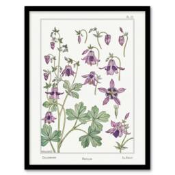 Artery8 Columbine Aquilegia Flower Vintage Framed Wall Art Print Verneuil in White - Size: A4 - thumbnail 1