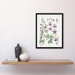 Artery8 Columbine Aquilegia Flower Vintage Framed Wall Art Print Verneuil in White - Size: A4 - thumbnail 4