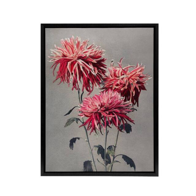 "Artery8 Pink Chrysanthemum Flowers Framed Canvas Wall Art Print Ogawa Kazumasa - Size: W12"" x H16""" - image 1