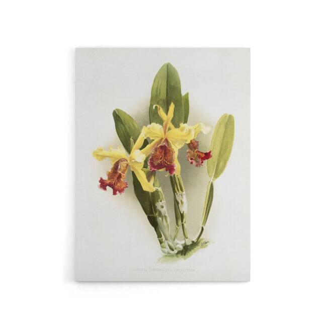 "Artery8 F Sander Cattleya Dowiana Var Chrysotoxum Orchid Canvas Wall Art Print in White - Size: W12"" x H16""" - image 1