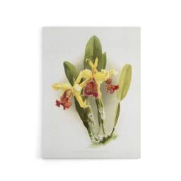 "Artery8 F Sander Cattleya Dowiana Var Chrysotoxum Orchid Canvas Wall Art Print in White - Size: W12"" x H16""" - thumbnail 1
