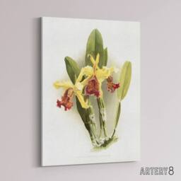 "Artery8 F Sander Cattleya Dowiana Var Chrysotoxum Orchid Canvas Wall Art Print in White - Size: W12"" x H16""" - thumbnail 2