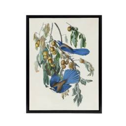 "Artery8 Florida Jay & Persimmon Tree Audubon Nature Framed Canvas Wall Art in White - Size: W12"" x H16""" - thumbnail 1