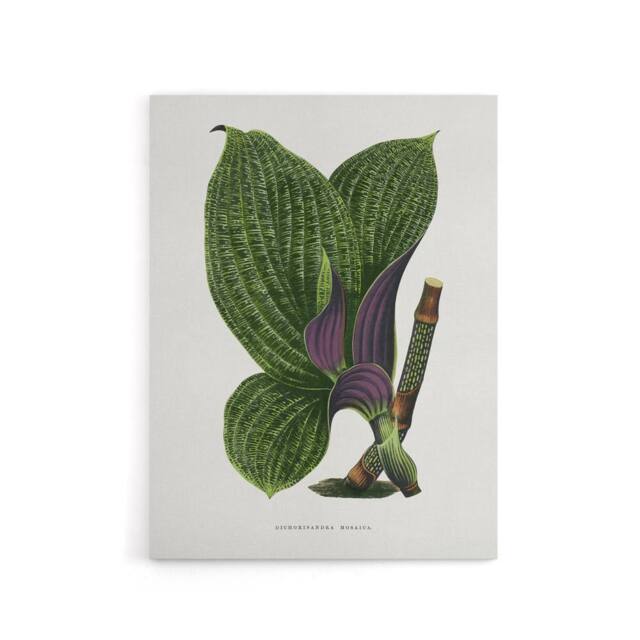 "Artery8 AF Lydon B Fawcett Green Dichorisandra Mosaica Leaves Canvas Art Print in White - Size: W12"" x H16""" - image 1