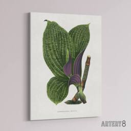 "Artery8 AF Lydon B Fawcett Green Dichorisandra Mosaica Leaves Canvas Art Print in White - Size: W12"" x H16""" - thumbnail 2