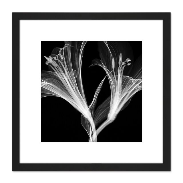 Artery8 Schwartz NJIT Flowers Greyscale X-Ray Transparent Photo 8X8 Inch Square Wooden Framed Wall Art Print Picture with Mount in Black - image 1