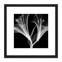 Artery8 Schwartz NJIT Flowers Greyscale X-Ray Transparent Photo 8X8 Inch Square Wooden Framed Wall Art Print Picture with Mount in Black - thumbnail 1
