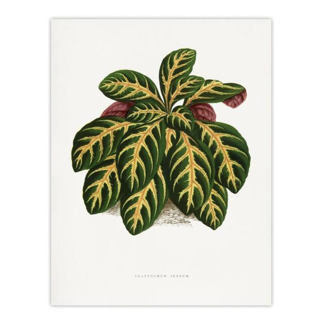 "Artery8 AF Lydon B Fawcett Eranthemum Igneum Golden Vein Plant Wall Art Print in White - Size: W12"" x H16""" - image 1