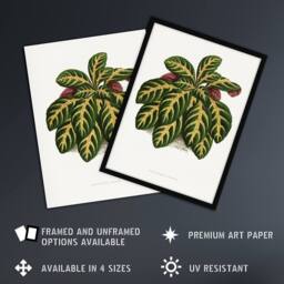 "Artery8 AF Lydon B Fawcett Eranthemum Igneum Golden Vein Plant Wall Art Print in White - Size: W12"" x H16""" - thumbnail 2