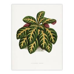 "Artery8 AF Lydon B Fawcett Eranthemum Igneum Golden Vein Plant Wall Art Print in White - Size: W12"" x H16""" - thumbnail 1