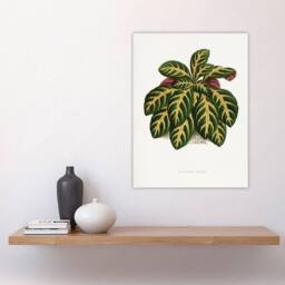 "Artery8 AF Lydon B Fawcett Eranthemum Igneum Golden Vein Plant Wall Art Print in White - Size: W12"" x H16""" - thumbnail 4
