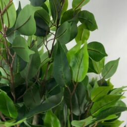 Leaf 110cm Artificial Evergreen Twist Ficus Tree Gold Planter in Green - thumbnail 6