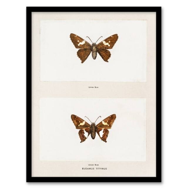 Artery8 Sherman Denton Framed Wall Art Print Silver Spotted Skipper Butterfly in White - Size: A4 - image 1