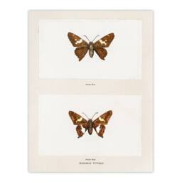 Artery8 Sherman Denton Framed Wall Art Print Silver Spotted Skipper Butterfly in White - Size: A4 - thumbnail 3