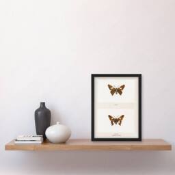 Artery8 Sherman Denton Framed Wall Art Print Silver Spotted Skipper Butterfly in White - Size: A4 - thumbnail 2
