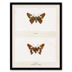Artery8 Sherman Denton Framed Wall Art Print Silver Spotted Skipper Butterfly in White - Size: A4 - thumbnail 1