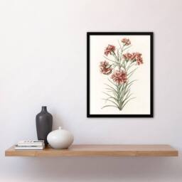 Artery8 Six Carnations Vintage Illustration Teyler Framed Wall Art Print in White - Size: A4 - thumbnail 2