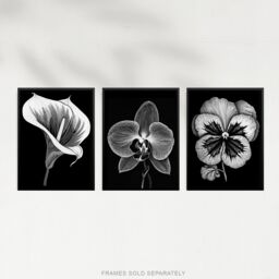 Artery8 Set of 3 Elegant Single Orchid Cala Lily Pansy Spring Flowers Black & White Floral Impact Artworks Unframed Wall Art Living Room Poster - thumbnail 5